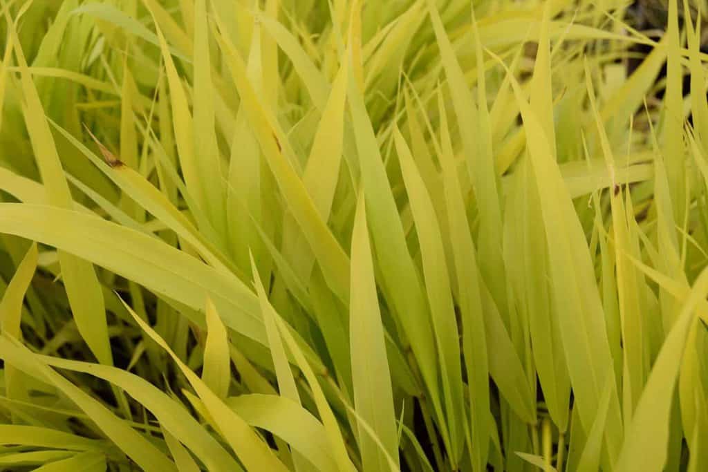 Hakonechloa macra 'All Gold' ---